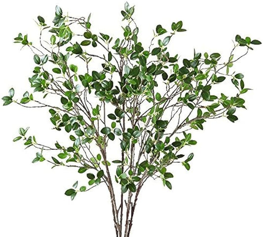 Plant - Eucalyptus Branches