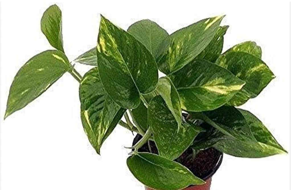 Plant - Live Indoor Plant Selection