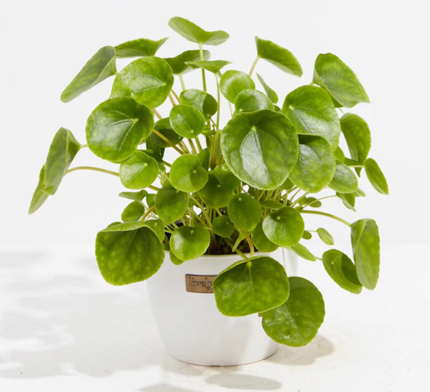 Plant - Live Indoor Plant Selection